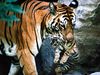 blog-promo-tiger-cubs_12496_100x75.jpg